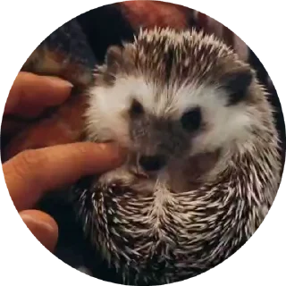 Hedgehog stiker 🦔