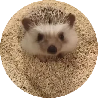 Hedgehog emoji 🦔