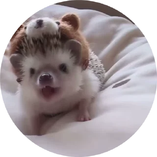 Hedgehog emoji 🦔