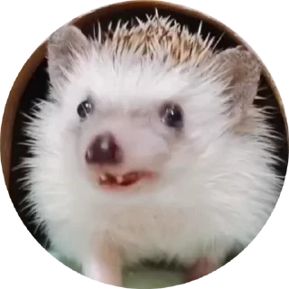 Стікер Hedgehog 🦔