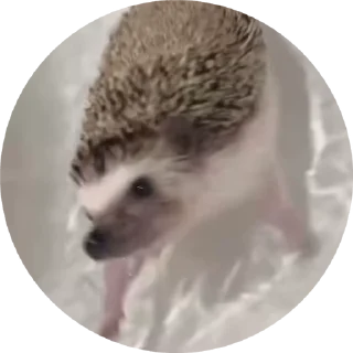 Hedgehog stiker 🦔