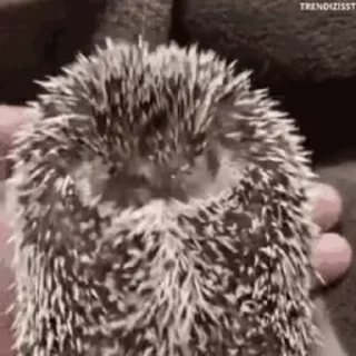 Hedgehog sticker 🤝