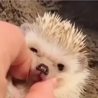 Hedgehog sticker 🦔