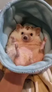 Эмодзи Hedgehog 🦔