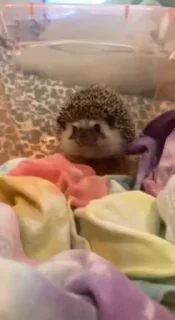 Стикер Hedgehog 🦔