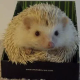 Емодзі Hedgehog 🦔