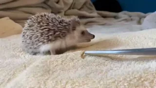 Стикер Hedgehog 🦔