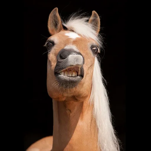 Horses emoji 😒