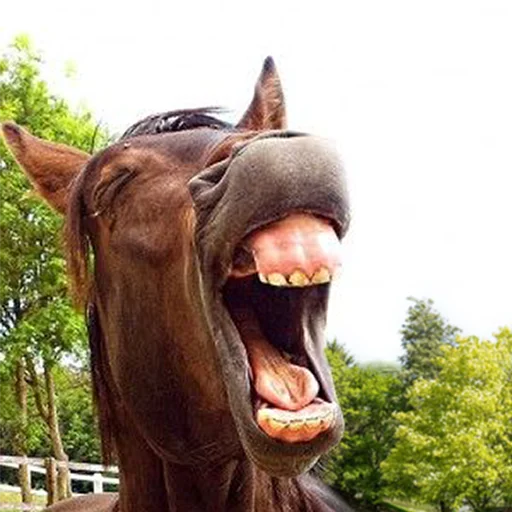 Horses emoji 🤣