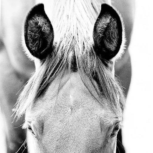 Horses emoji 😶