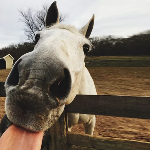 Horses emoji 😛