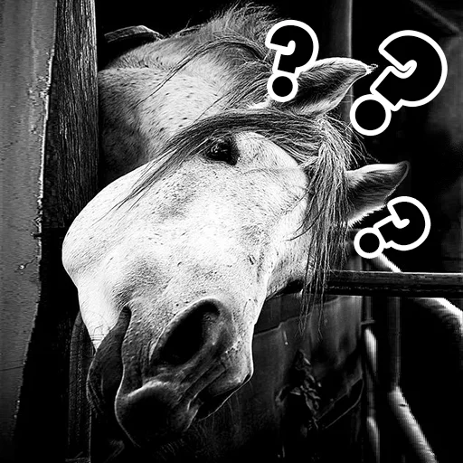Telegram Sticker «Horses» 🙃