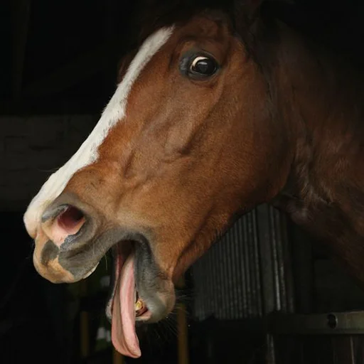 Horses emoji 🤢