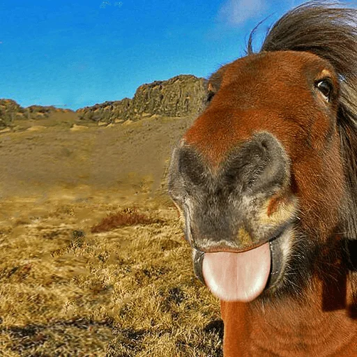 Horses emoji 👅