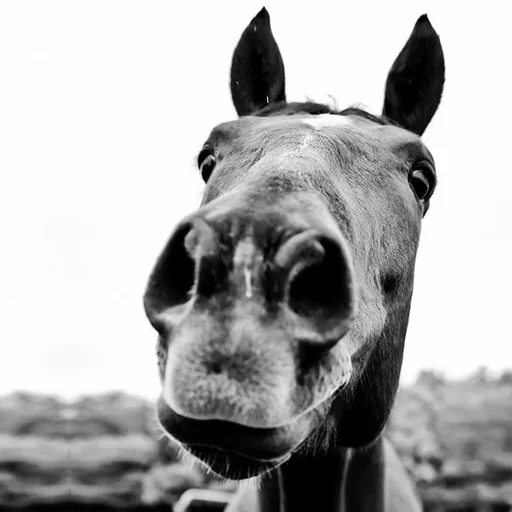 Horses emoji 🤔