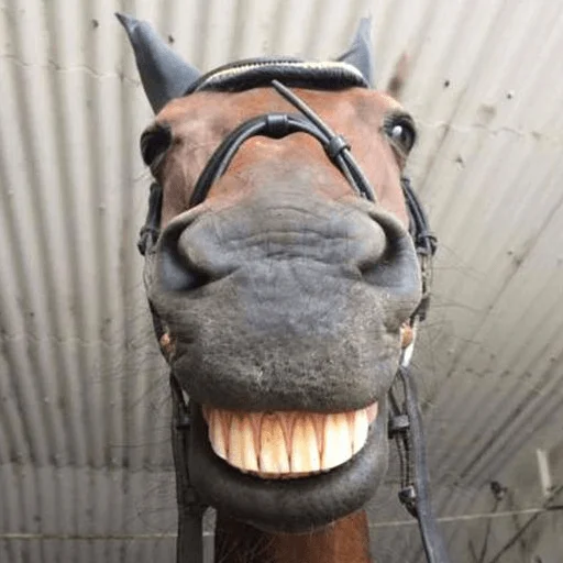 Horses emoji 😁