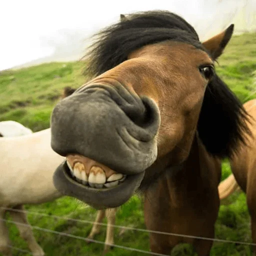 Horses emoji 😁