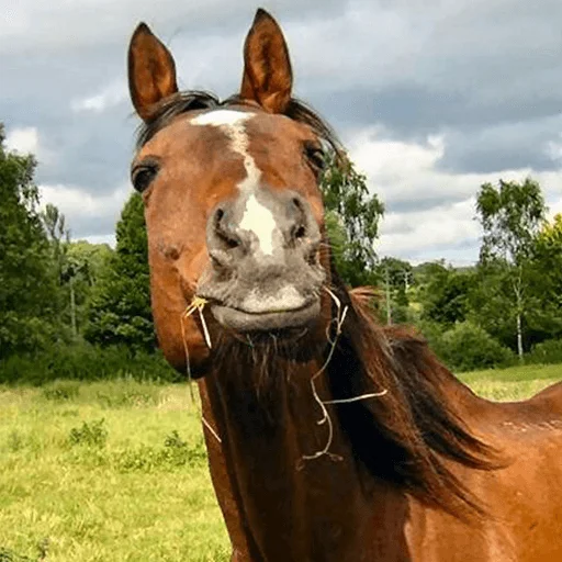 Telegram Sticker «Horses» 😏