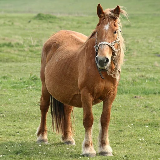 Стікер Telegram «Horses» 🫄
