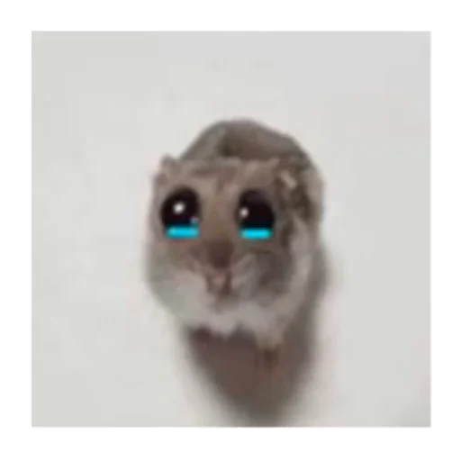 sad hamster sticker 🥺