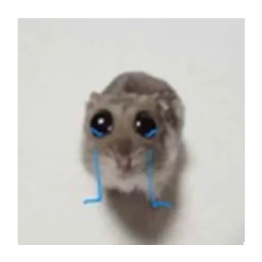 sad hamster sticker 🥹