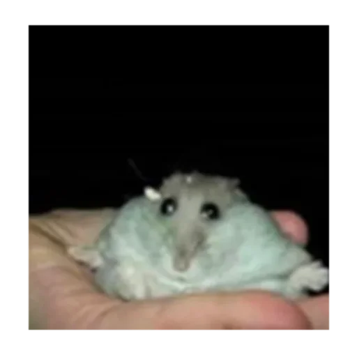 Стікер sad hamster 🤨