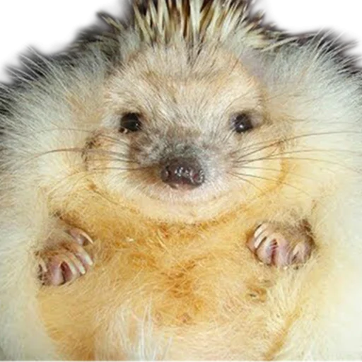 Стикеры телеграм hedgehogs Beauty Stickers