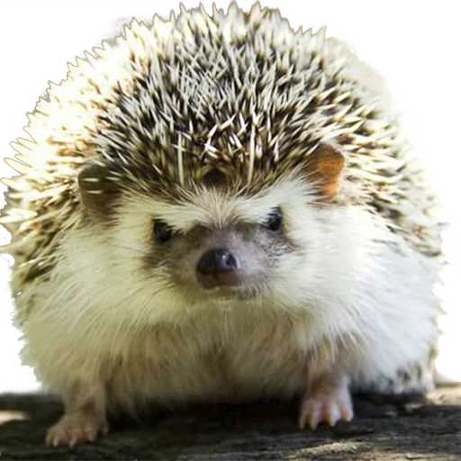 Telegram stiker «hedgehogs Beauty Stickers» 😡
