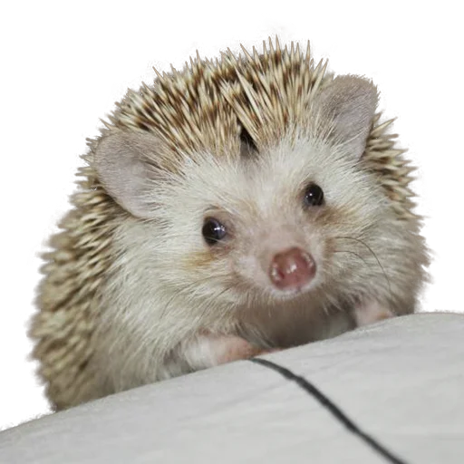 Стикер hedgehogs Beauty Stickers 😔