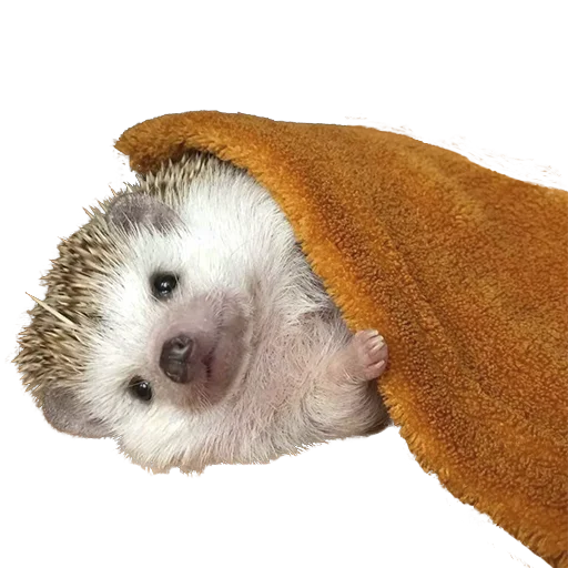 hedgehogs Beauty Stickers stiker ☺️