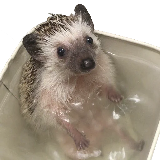 Стікер hedgehogs Beauty Stickers 😢