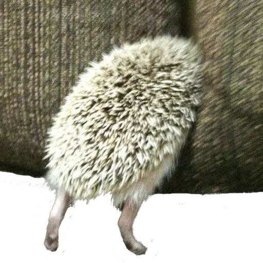 Стикер hedgehogs Beauty Stickers 🤭