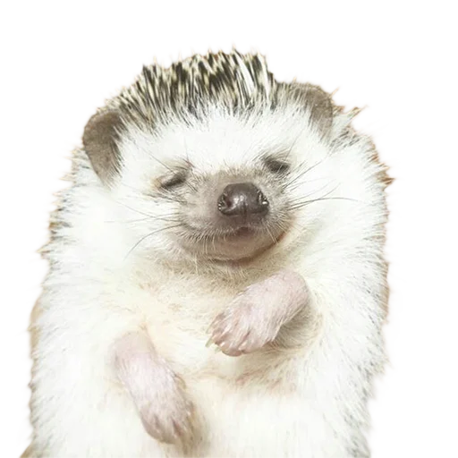 Стікер hedgehogs Beauty Stickers 😌
