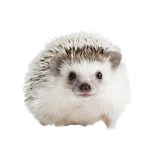 Стікер Telegram «hedgehogs Beauty Stickers» 🙂