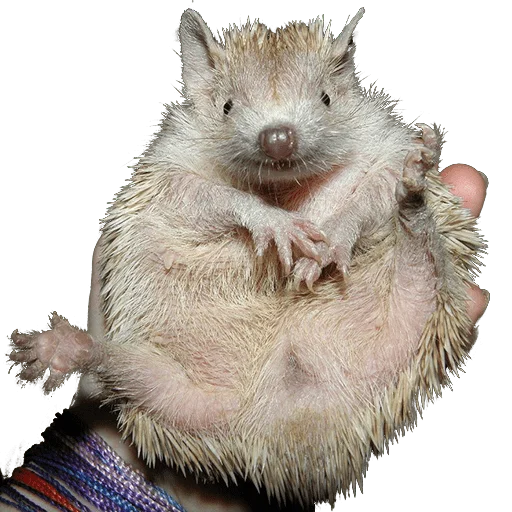 Стікер hedgehogs Beauty Stickers 🤪