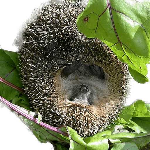 hedgehogs Beauty Stickers emoji 🙃