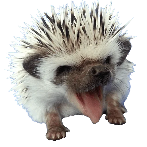Telegram stiker «hedgehogs Beauty Stickers» 😛