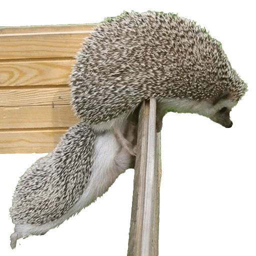 hedgehogs Beauty Stickers stiker 🤗