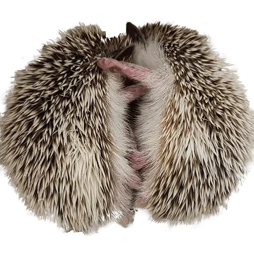 Стікер Telegram «hedgehogs Beauty Stickers» 😍