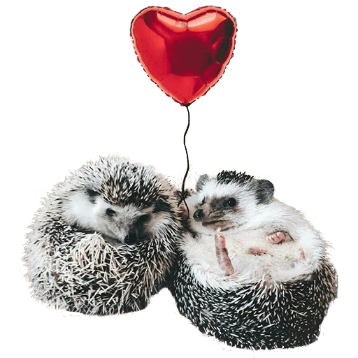 Telegram stiker «hedgehogs Beauty Stickers» 😘