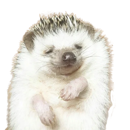 Стікер Telegram «hedgehogs Beauty Stickers» 😌