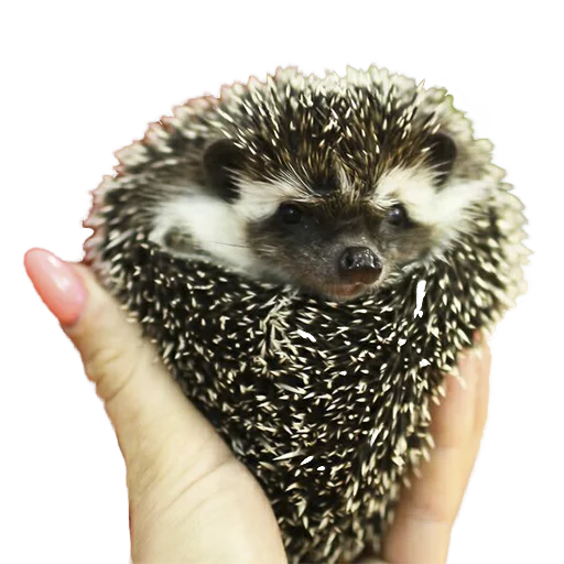 Стикер hedgehogs Beauty Stickers ❤️