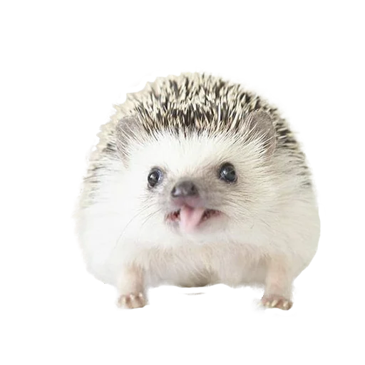 hedgehogs Beauty Stickers emoji 😋