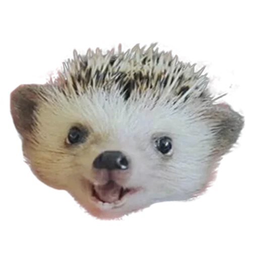 Стикер hedgehogs Beauty Stickers 😀
