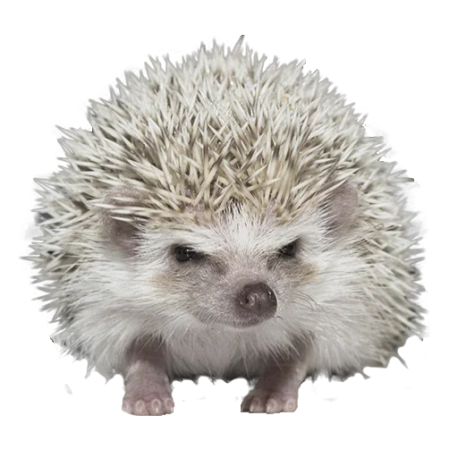Стікер Telegram «hedgehogs Beauty Stickers» 😠