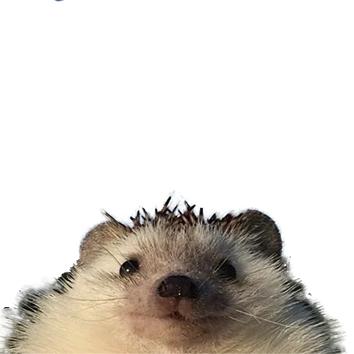 Стикер hedgehogs Beauty Stickers 🙄