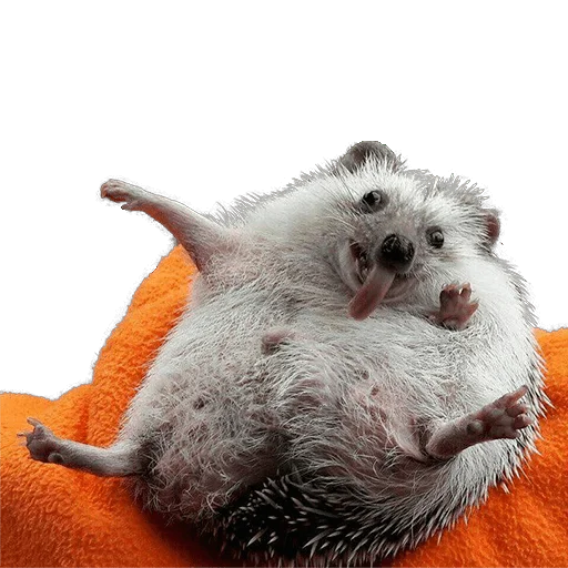 Стикер hedgehogs Beauty Stickers 😆