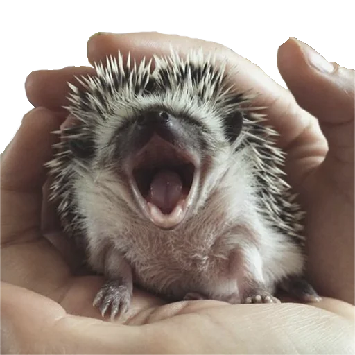 Стикер hedgehogs Beauty Stickers 🥱