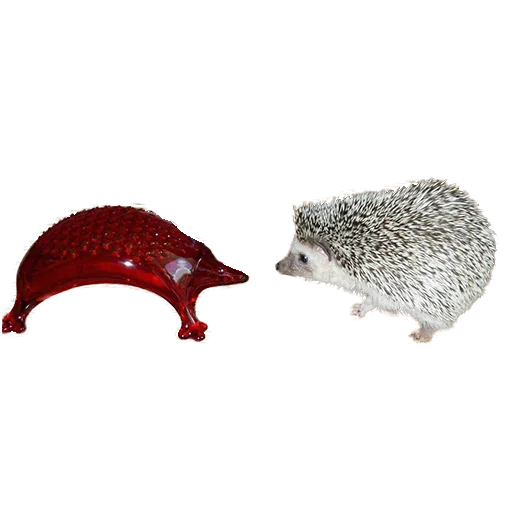 Стикер Telegram «hedgehogs Beauty Stickers» 🤨