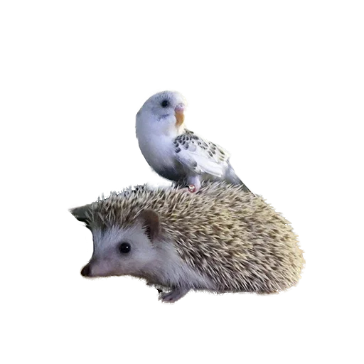 Стикер hedgehogs Beauty Stickers 😅